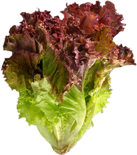 Mis Tierras Red Leaf