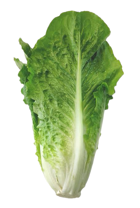 Mis Tierras Lechuga Romana