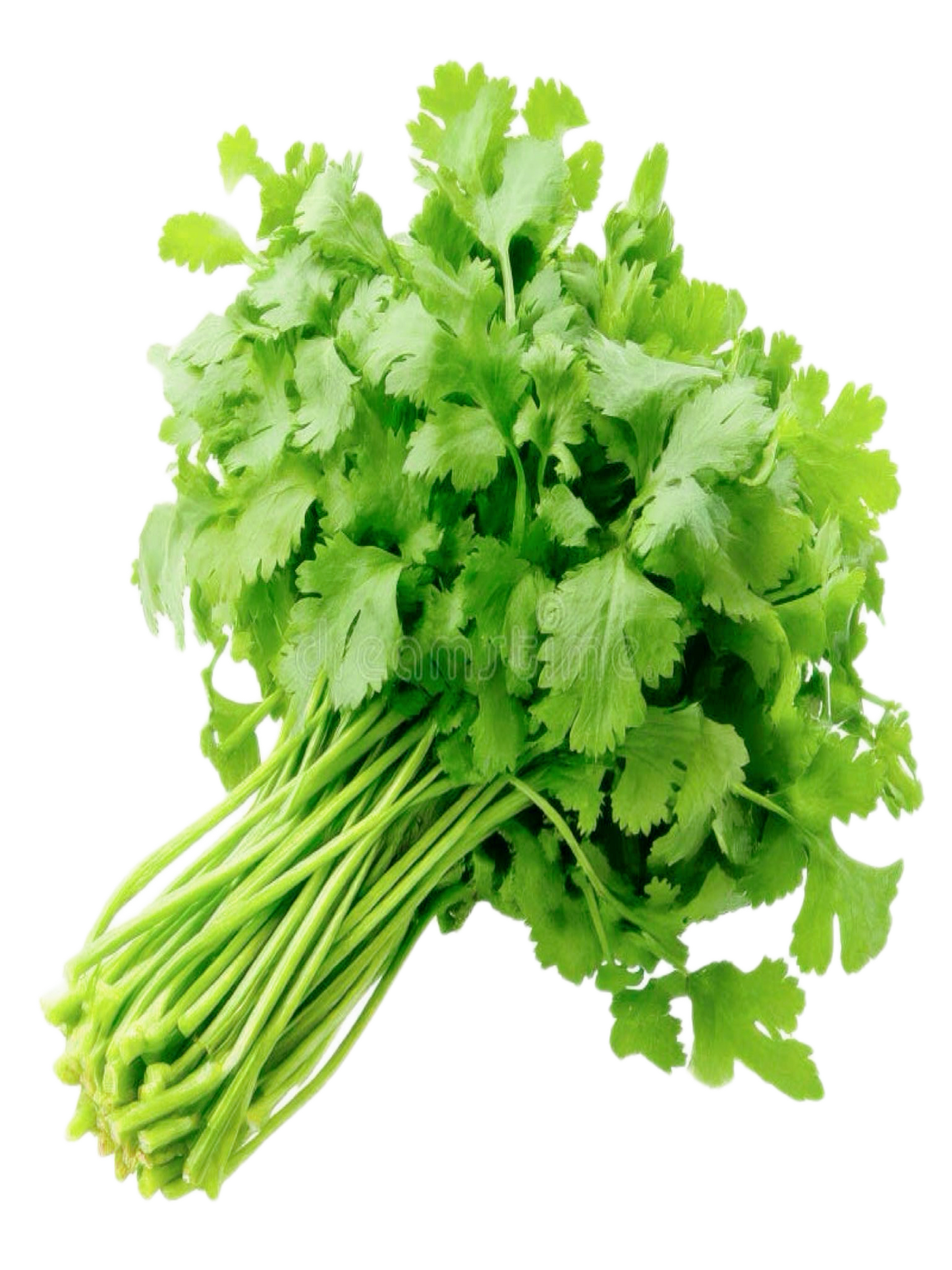 Hortalimex Cilantro Premium