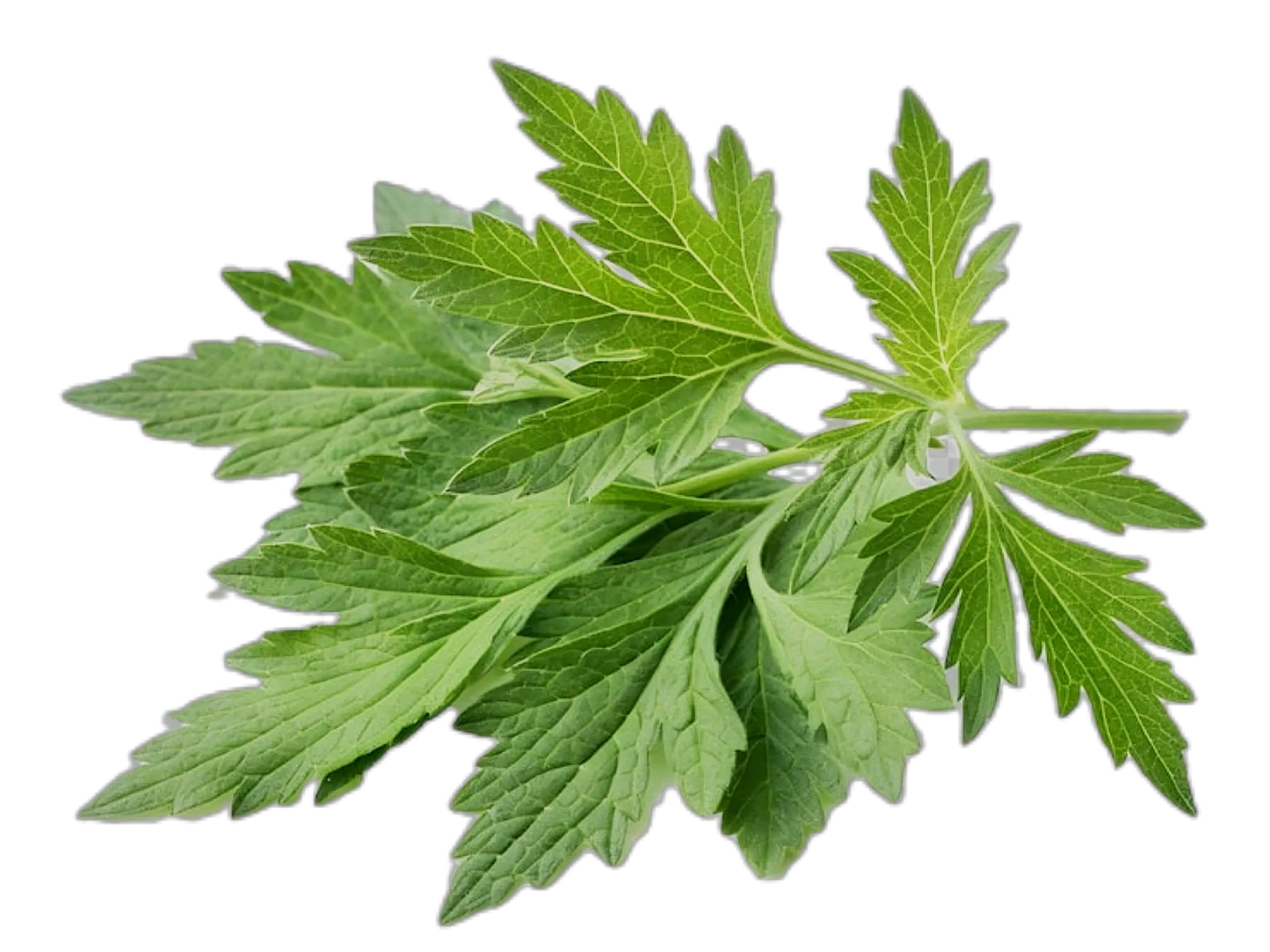 Mis Tiessa Menta