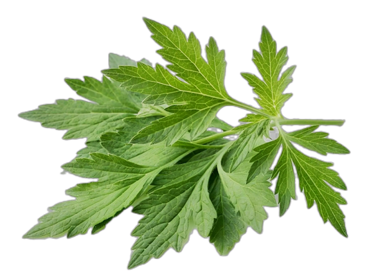 Mis Tiessa Menta