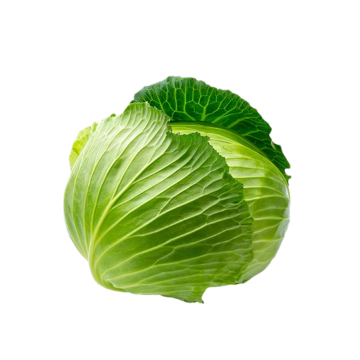 Mis Tierras Repollo Verde