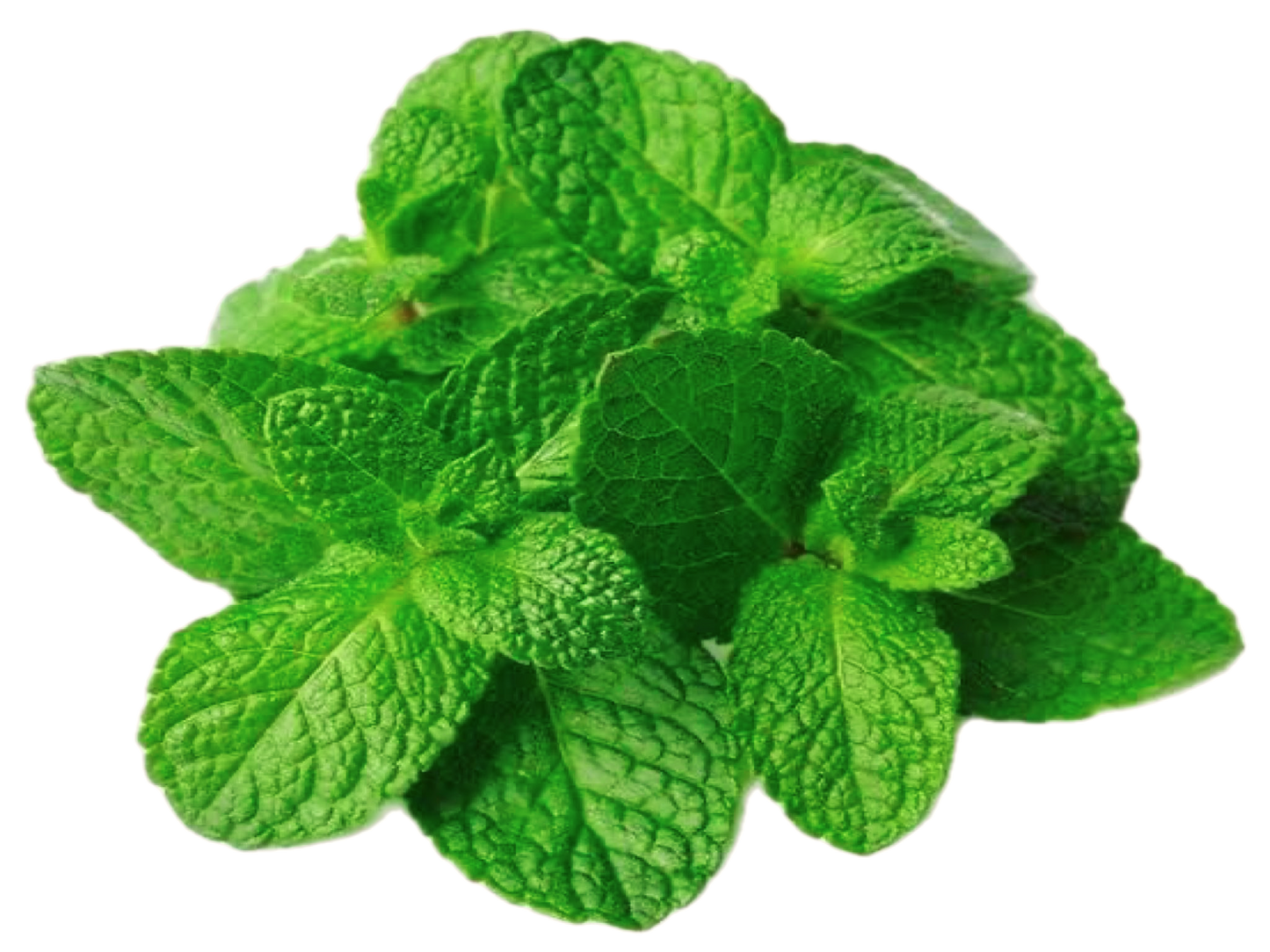 Hortalimex Menta Premium