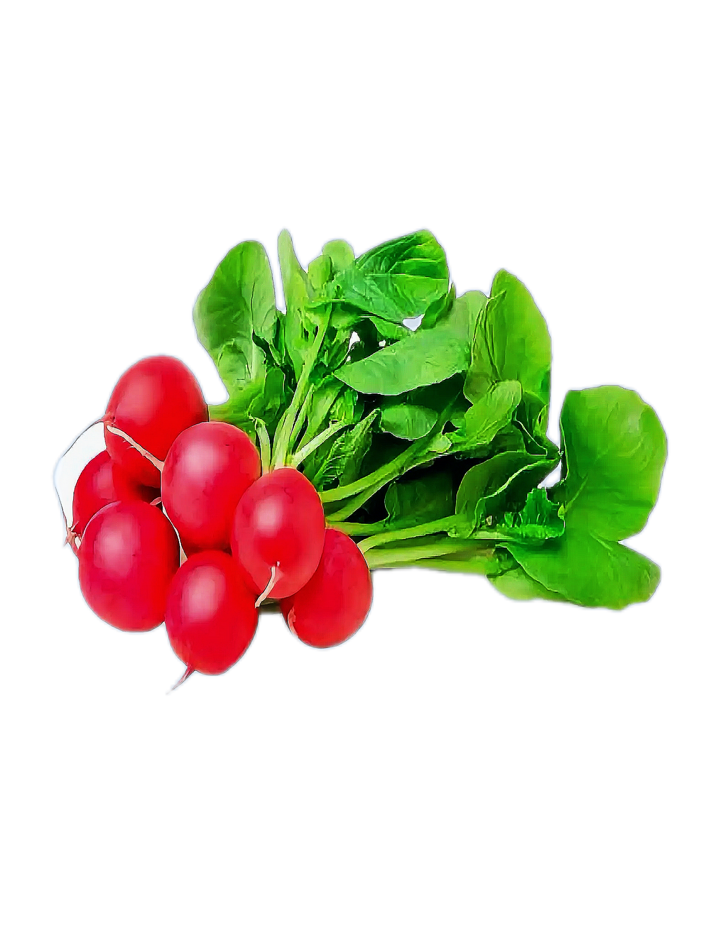 Hortalimex Rabanito Premium